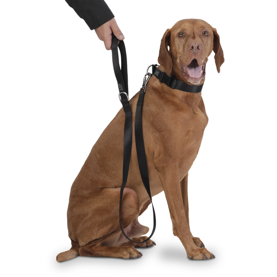 Correa para perros negro - Odye talla L image number 4