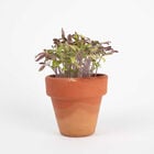 Tarjeta Eco-Friendly semillas Sheedo - Gracias image number 4