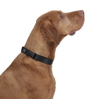 Collar ajustable negro - Mylu talla L image number 4