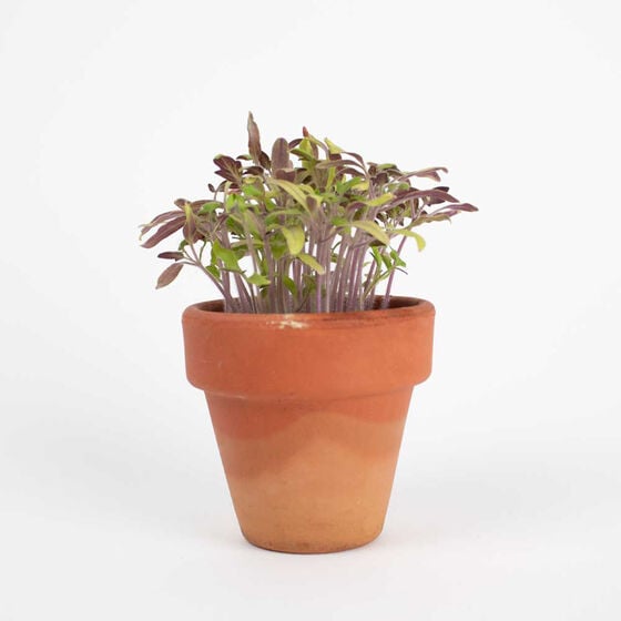 Tarjeta Eco-Friendly semillas Sheedo - Los deseos image number 4