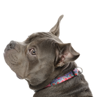 Collar ajustable estampado mega - Mylu talla M image number 4