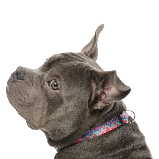 Collar ajustable estampado mega - Mylu talla M image number 4