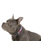 Collar ajustable estampado mega - Mylu talla M image number 3