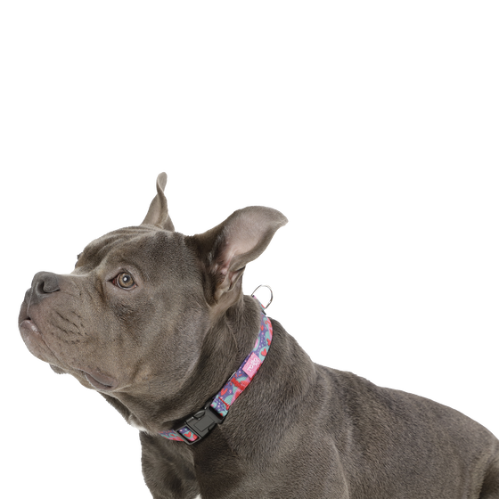 Collar ajustable estampado mega - Mylu talla M image number 3