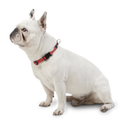 Collar ajustable estampado kamm - Mylu talla S image number 2