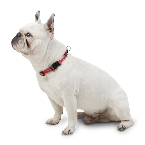 Collar ajustable estampado kamm - Mylu talla S image number 2