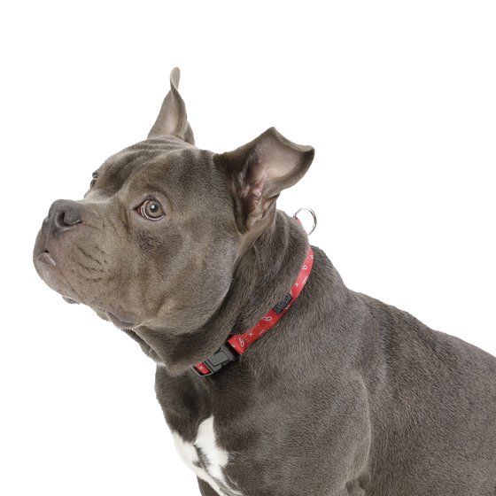 Collar ajustable estampado kamm - Mylu talla M image number 3