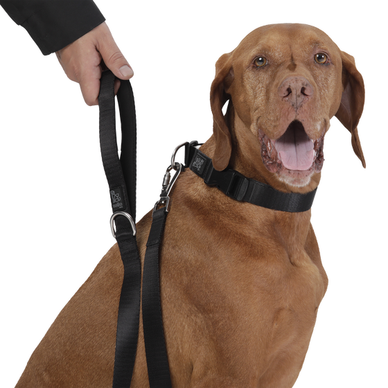 Correa para perros negro - Odye talla L image number 3