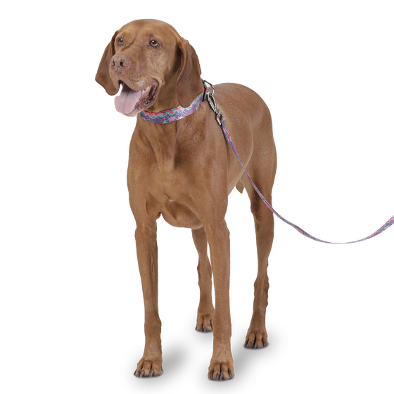 Collar ajustable estampado mega - Mylu talla L image number 2