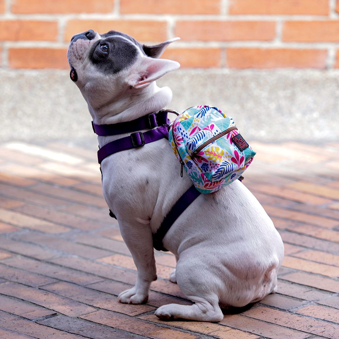 Mini mochila para mascotas estampado mega Gary Multicolor Totto.es