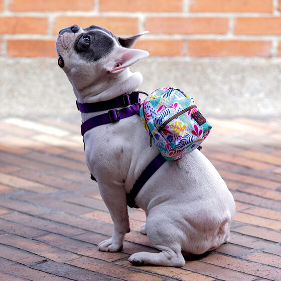 Mini mochila para mascotas estampado dinosaurios - Gary image number 4