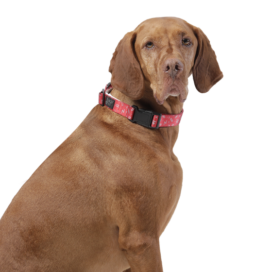 Collar ajustable estampado kamm - Mylu talla L image number 4