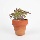 Tarjeta Eco-Friendly semillas Sheedo - Like a flower image number 4