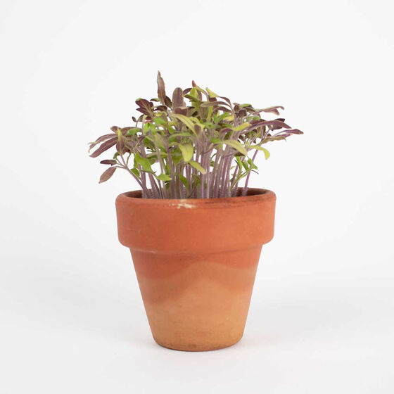 Tarjeta Eco-Friendly semillas Sheedo - Like a flower image number 4