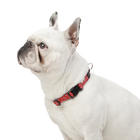 Collar ajustable estampado kamm - Mylu talla S image number 3