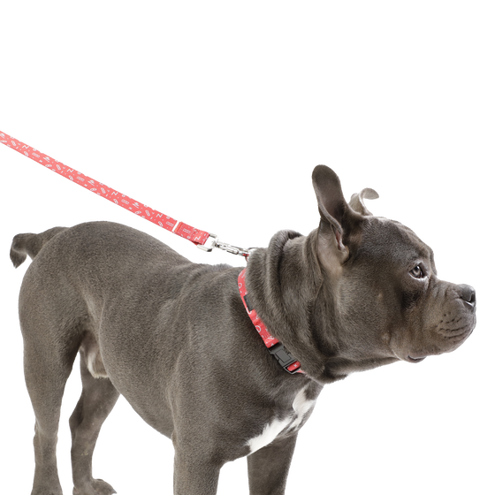 Collar ajustable estampado kamm - Mylu talla M image number 5