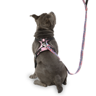 Correa para perros estampado mega - Odye talla L image number 4