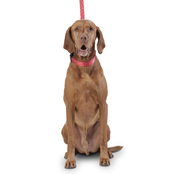 Correa para perros estampado kamm - Odye talla L image number 3