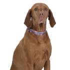 Collar ajustable estampado mega - Mylu talla L image number 4