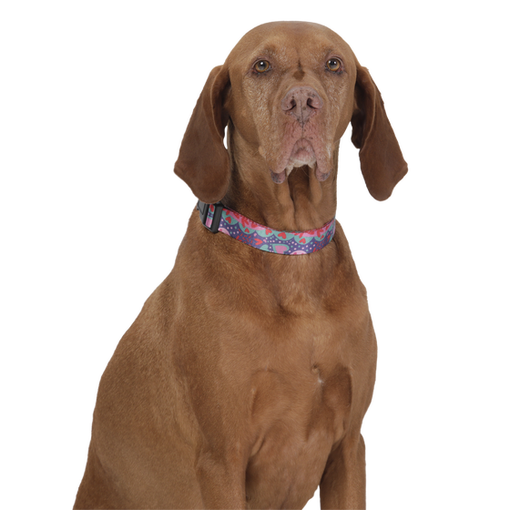 Collar ajustable estampado mega - Mylu talla L image number 4