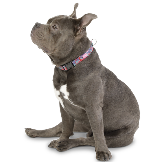 Collar ajustable estampado mega - Mylu talla M image number 2