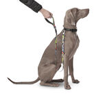Correa para perros estampado geommyn - Odye talla L image number 6