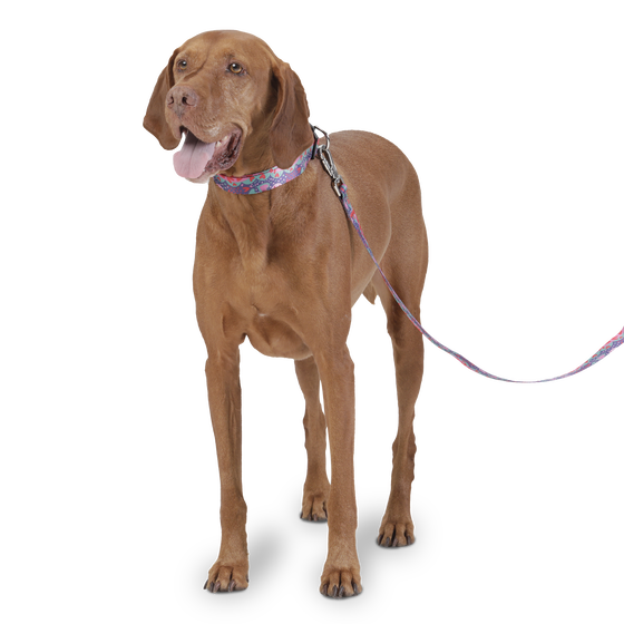 Correa para perros estampado mega - Odye talla L image number 3