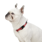 Collar ajustable estampado kamm - Mylu talla XS image number 3