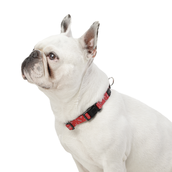 Collar ajustable estampado kamm - Mylu talla XS image number 3