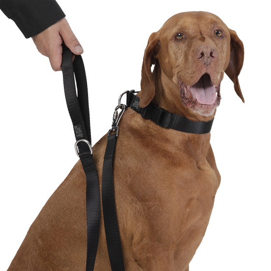 Correa para perros negro - Odye talla L image number 2